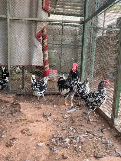 دجاج بوران (بياض ) تم البيع 0