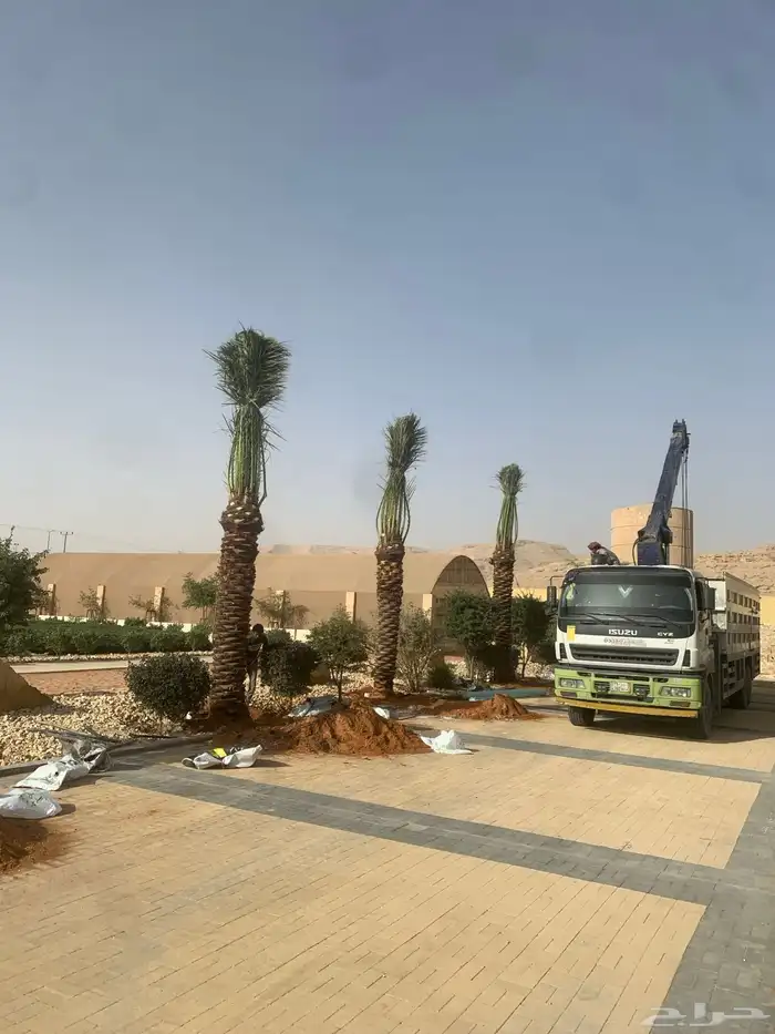 نخل 1