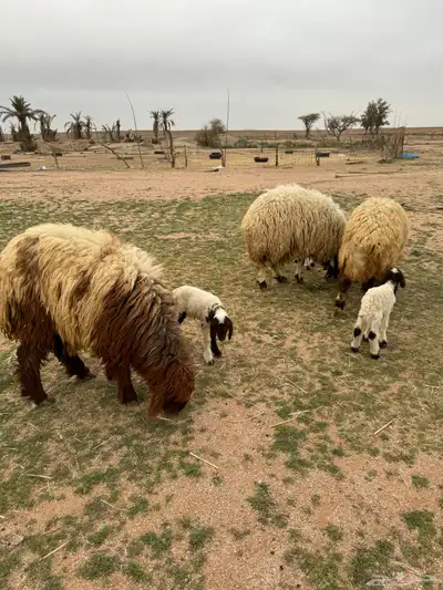 جذعات مواليد 9