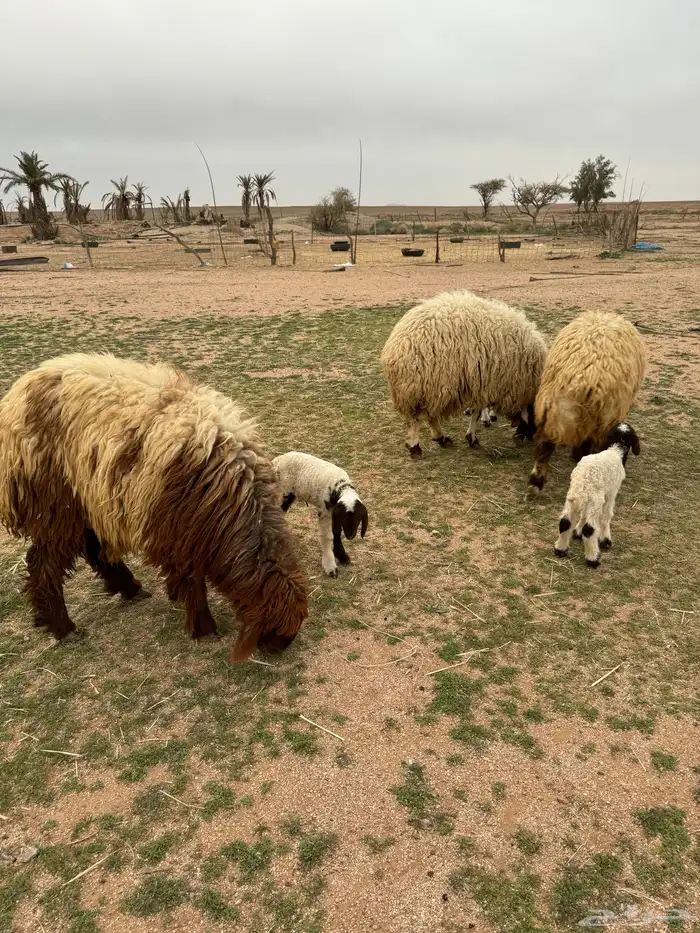 جذعات مواليد 9