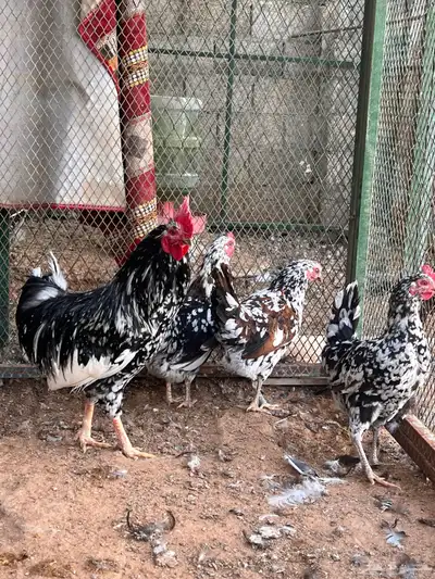 دجاج بوران (بياض ) تم البيع 1