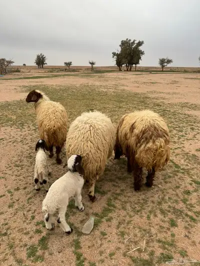 جذعات مواليد 8