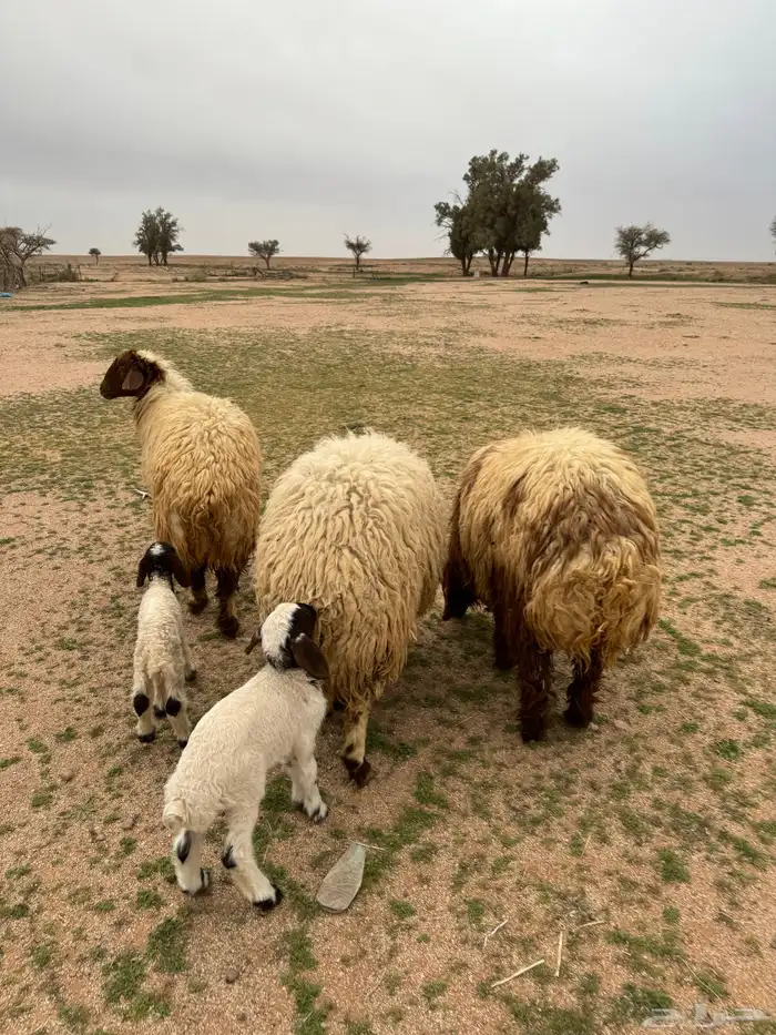 جذعات مواليد 8