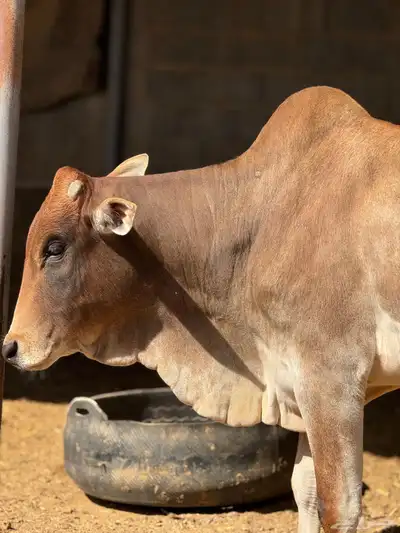 ملحمة اصالة العجول للعجول الجنوبيه اللبانيه في تبوك 21