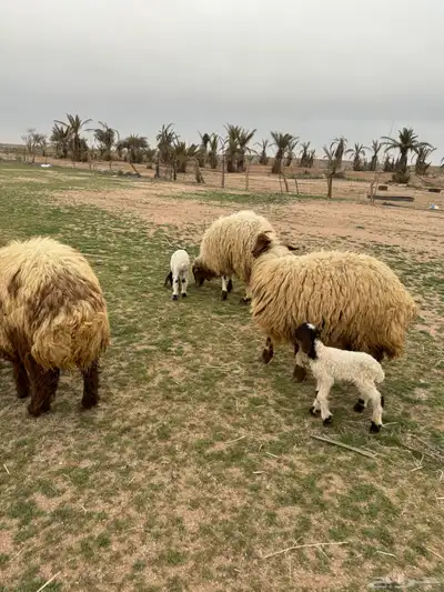 جذعات مواليد 6