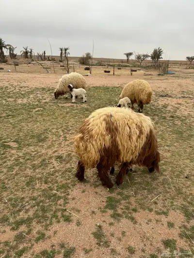 جذعات مواليد 7