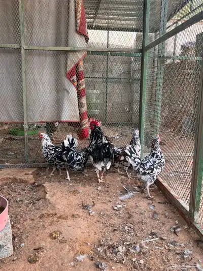 دجاج بوران (بياض ) تم البيع 2