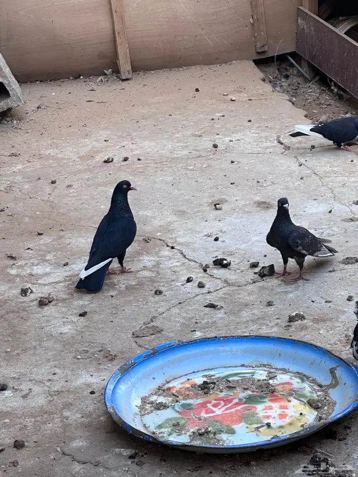 حمام زاجل وهاي فلير صحه ونظافه وتب والبيع تفريد او جمله 3
