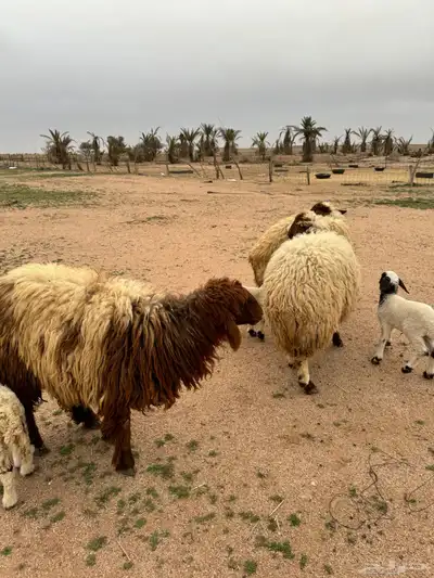 جذعات مواليد 1