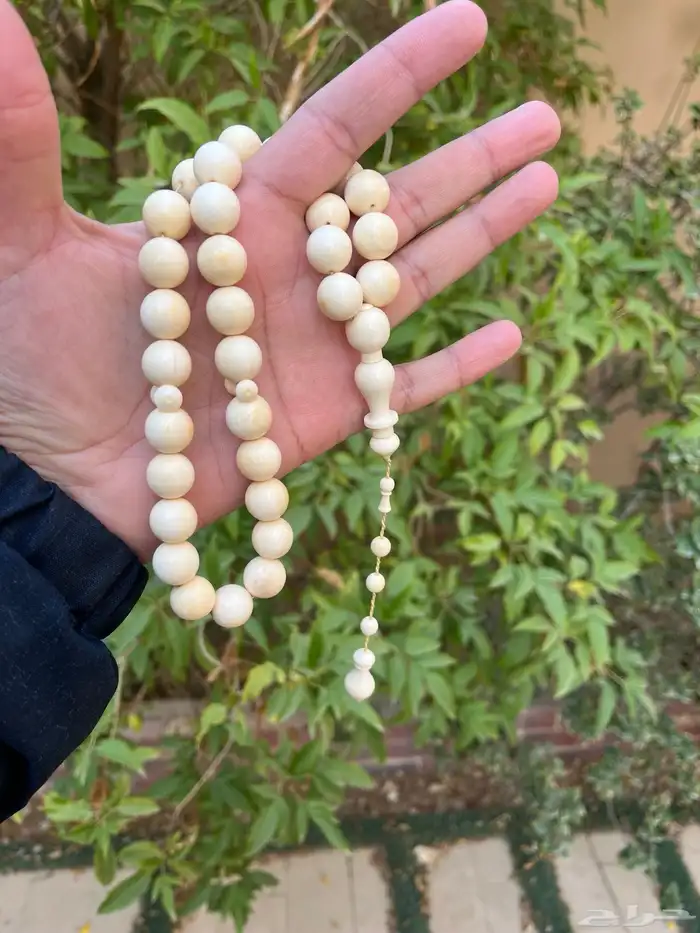 مسباح ناب الفيل طبيعي 0