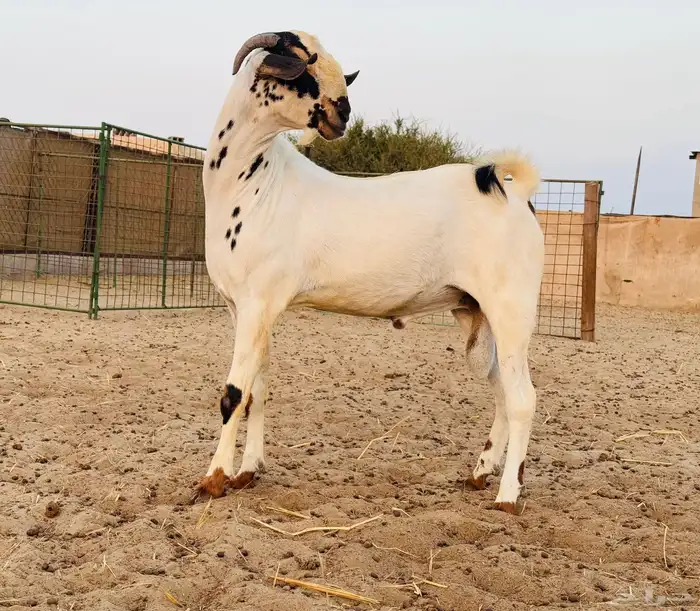 تيس فحل بيشي 1
