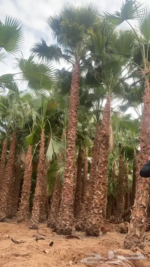 نخل واشنطني زينه للبيع 12