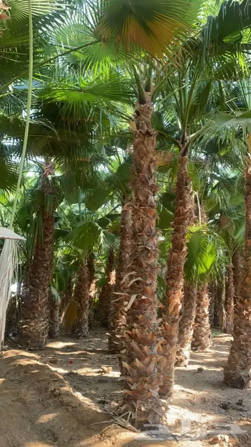 نخل واشنطني زينه للبيع 14