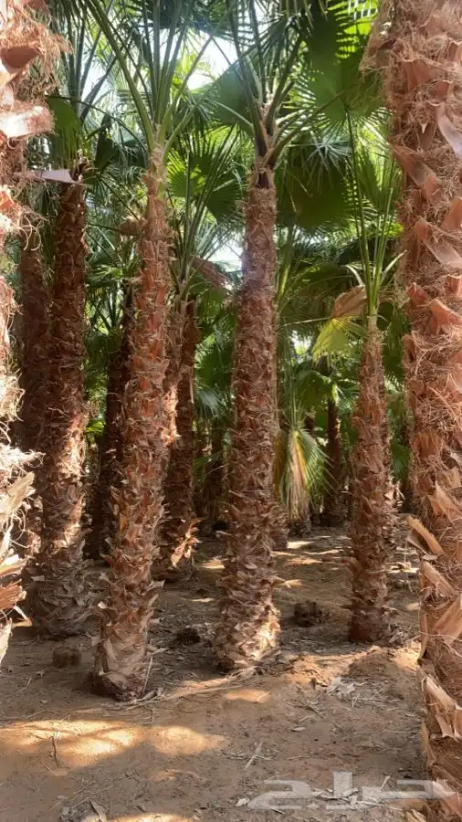 نخل واشنطني زينه للبيع 13