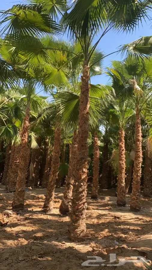 نخل واشنطني زينه للبيع 3