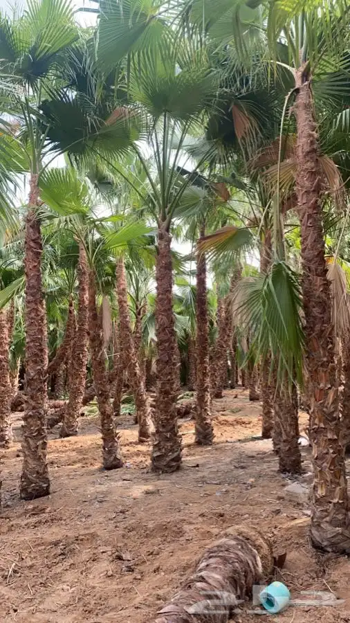 نخل واشنطني زينه للبيع 8