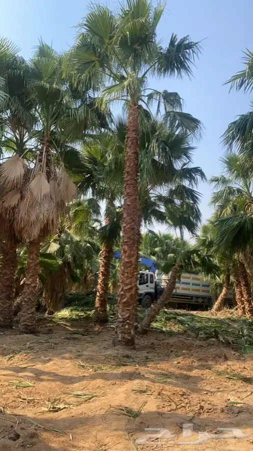 نخل واشنطني زينه للبيع 11