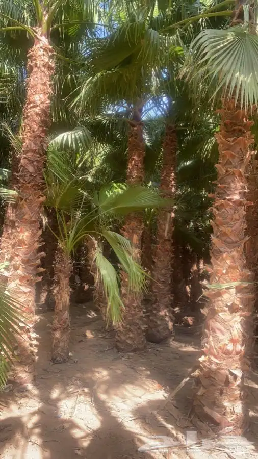 نخل واشنطني زينه للبيع 0