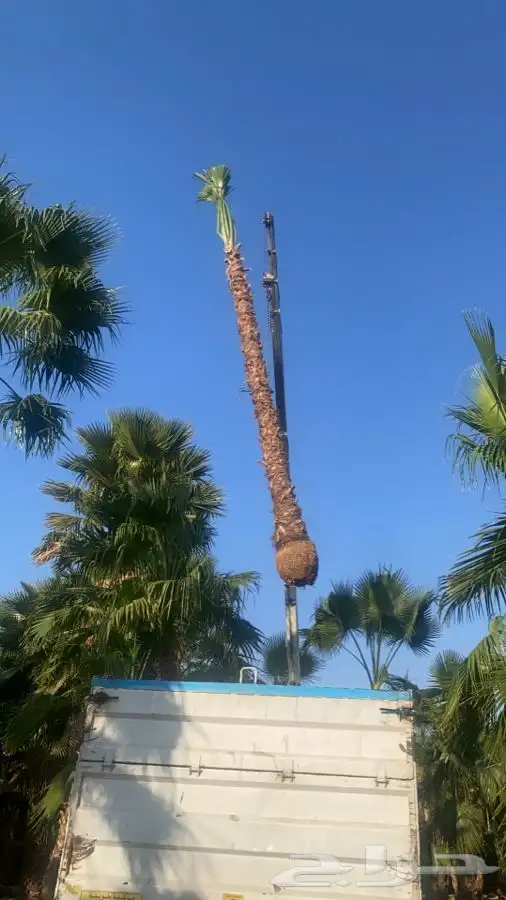 نخل واشنطني زينه للبيع 4