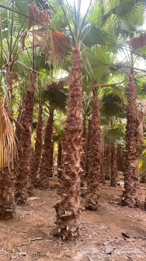 نخل واشنطني زينه للبيع 6