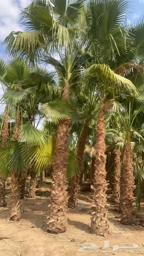نخل واشنطني زينه للبيع 10