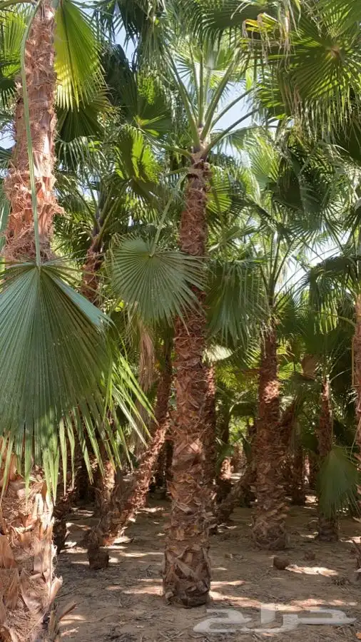 نخل واشنطني زينه للبيع 2