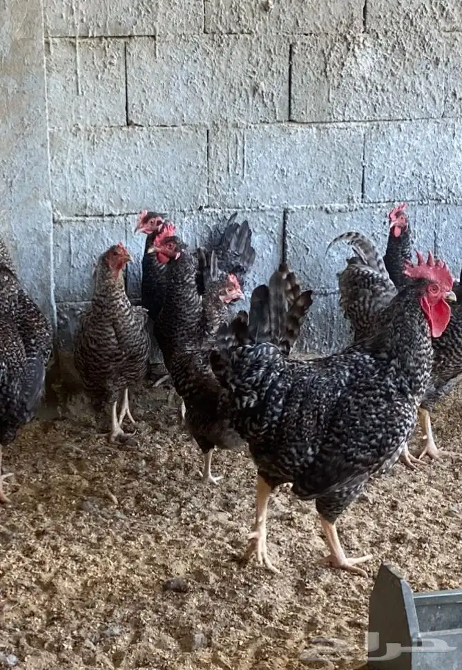دجاج بياض اكثر من 7 أنواع فاخرة 1
