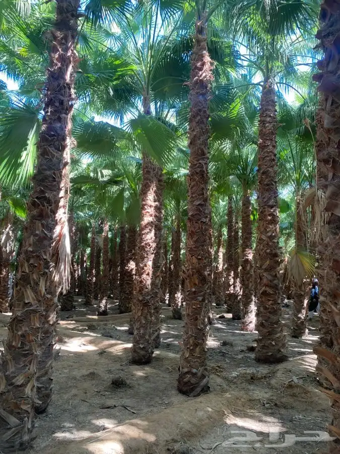 نخل واشنطني زينه للبيع 24