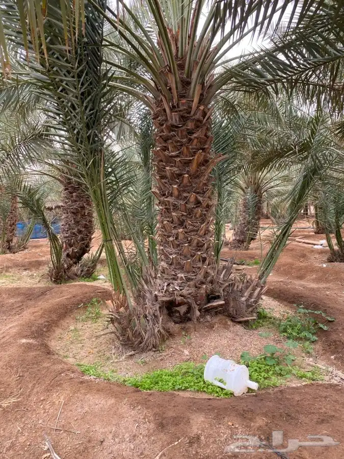 فروخ صقعي وخلاص من المالك مباشره 1