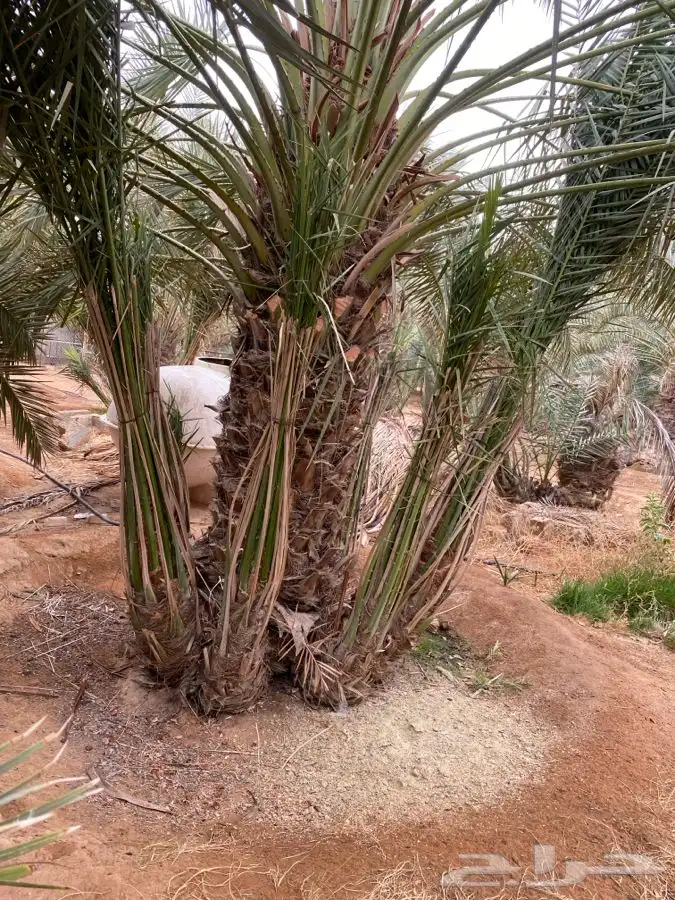 فروخ صقعي وخلاص من المالك مباشره 0