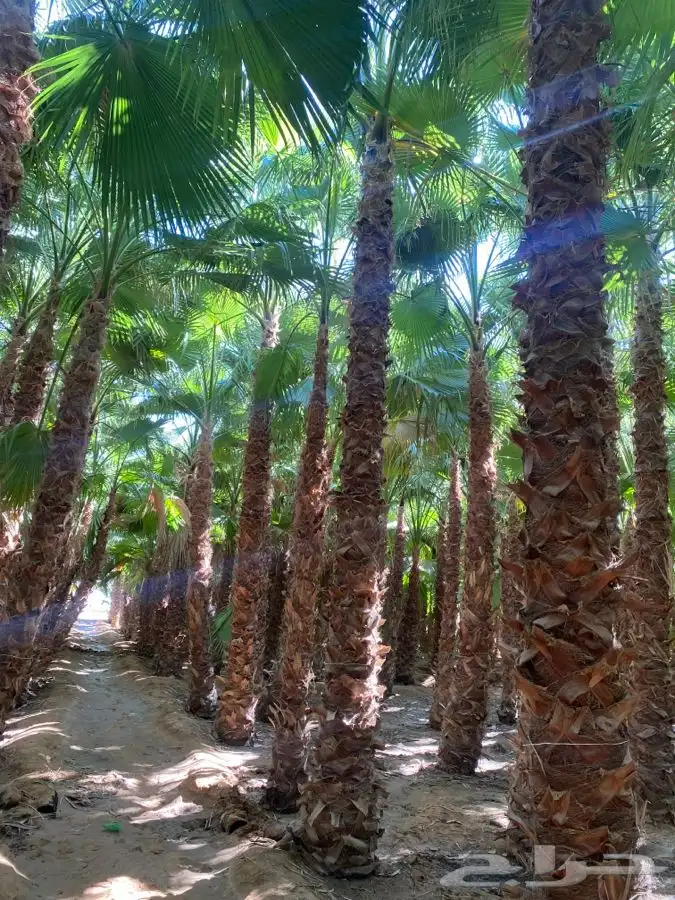 نخل واشنطني زينه للبيع 21