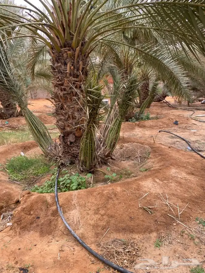 فروخ صقعي وخلاص من المالك مباشره 2