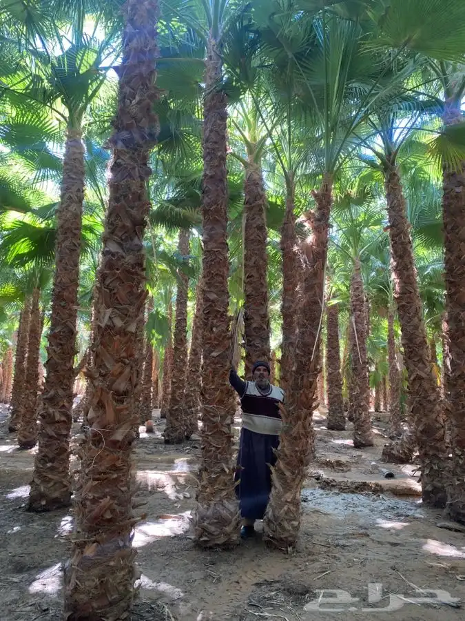 نخل واشنطني زينه للبيع 16