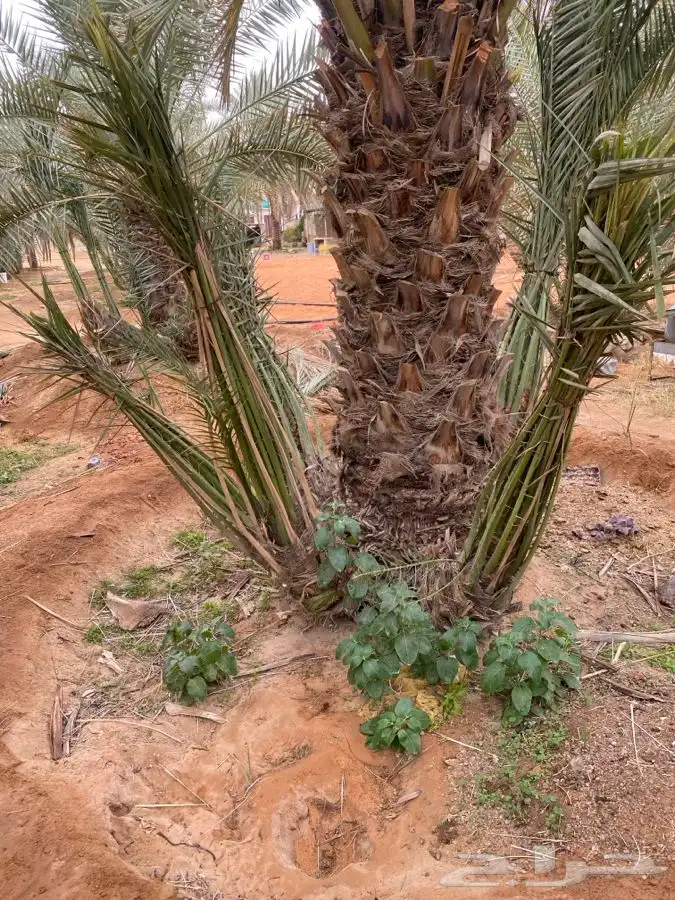 فروخ صقعي وخلاص من المالك مباشره 3