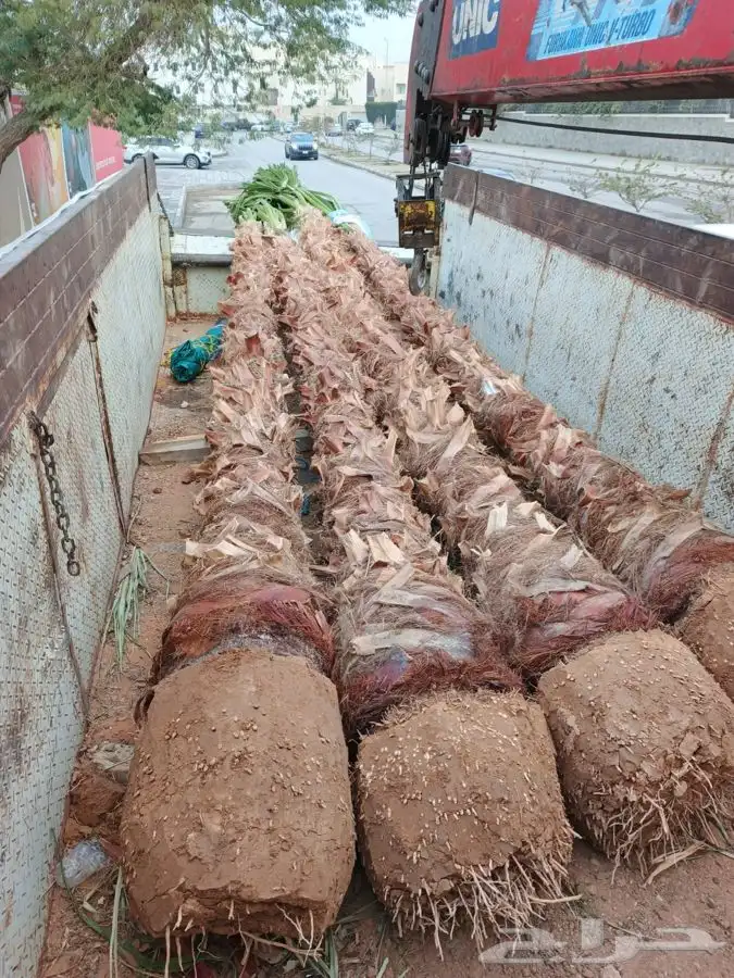 نخل واشنطني زينه للبيع 5