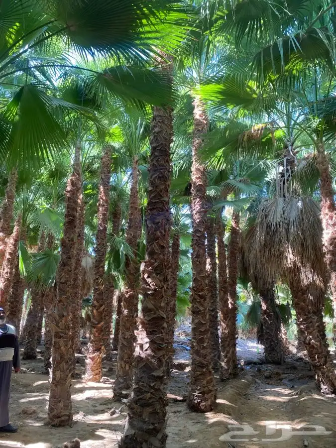 نخل واشنطني زينه للبيع 22