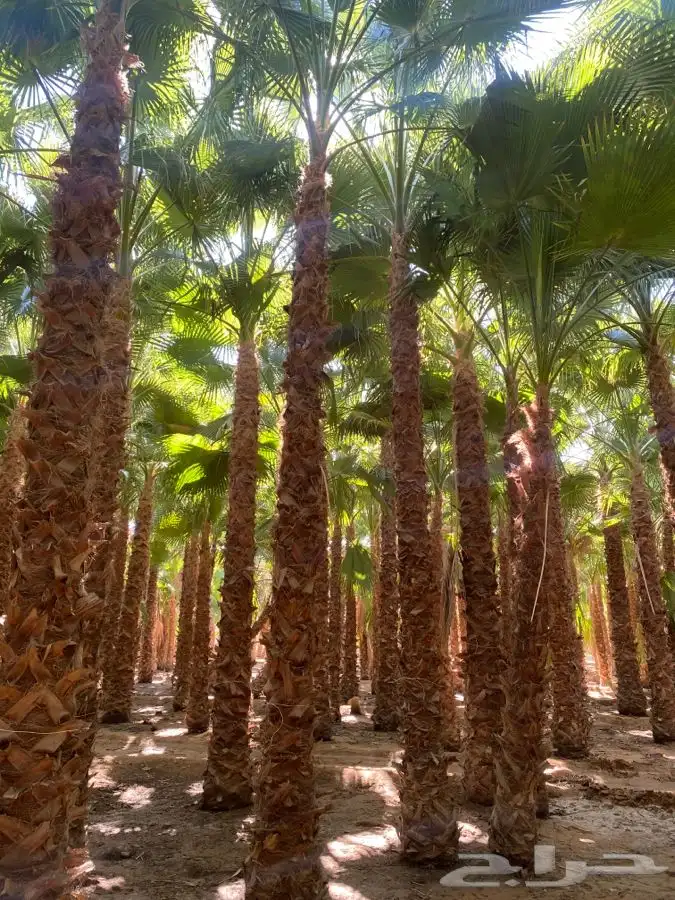 نخل واشنطني زينه للبيع 23