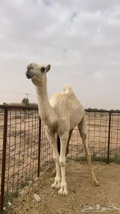 سلام عليكم للبيع البكره 0