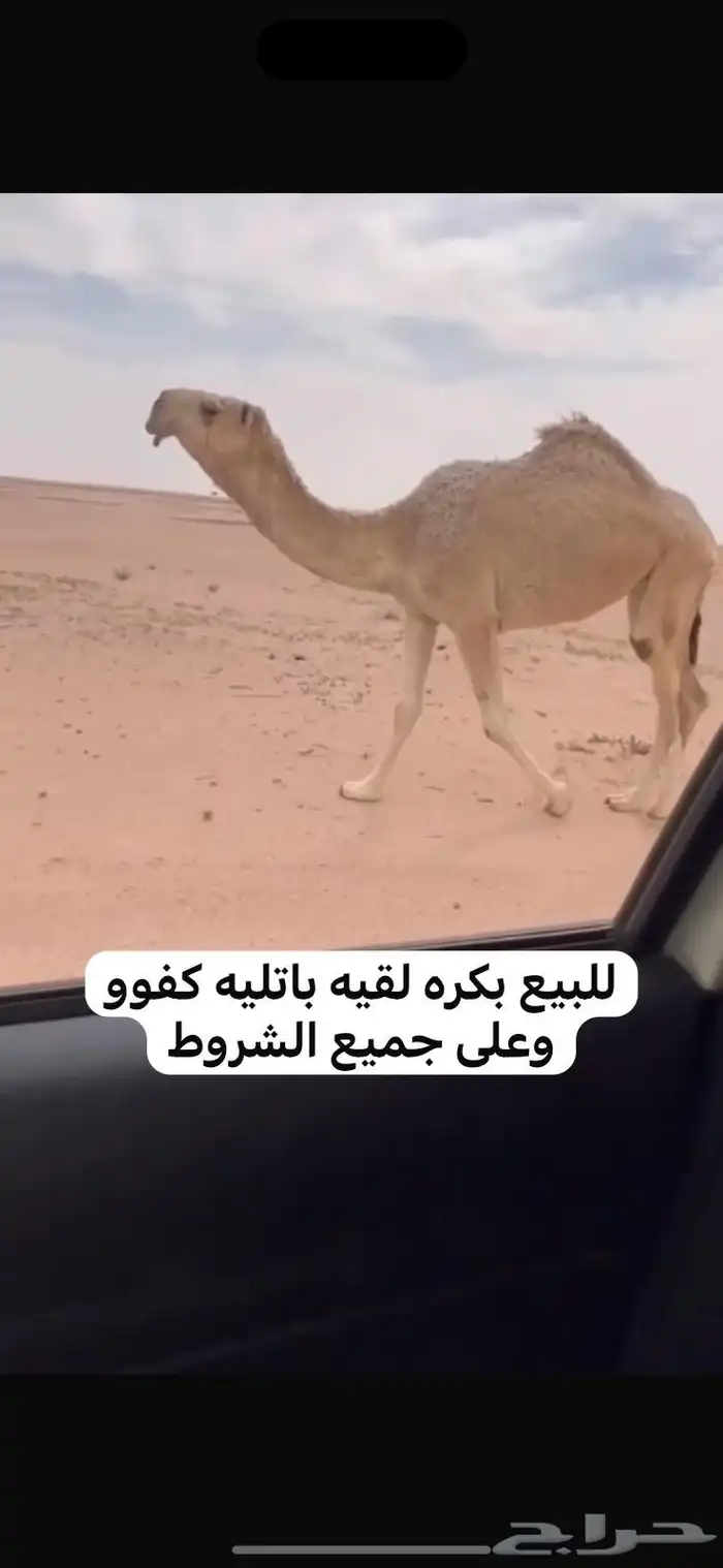 للبيع نياق بدأوه وقعود فردي 7