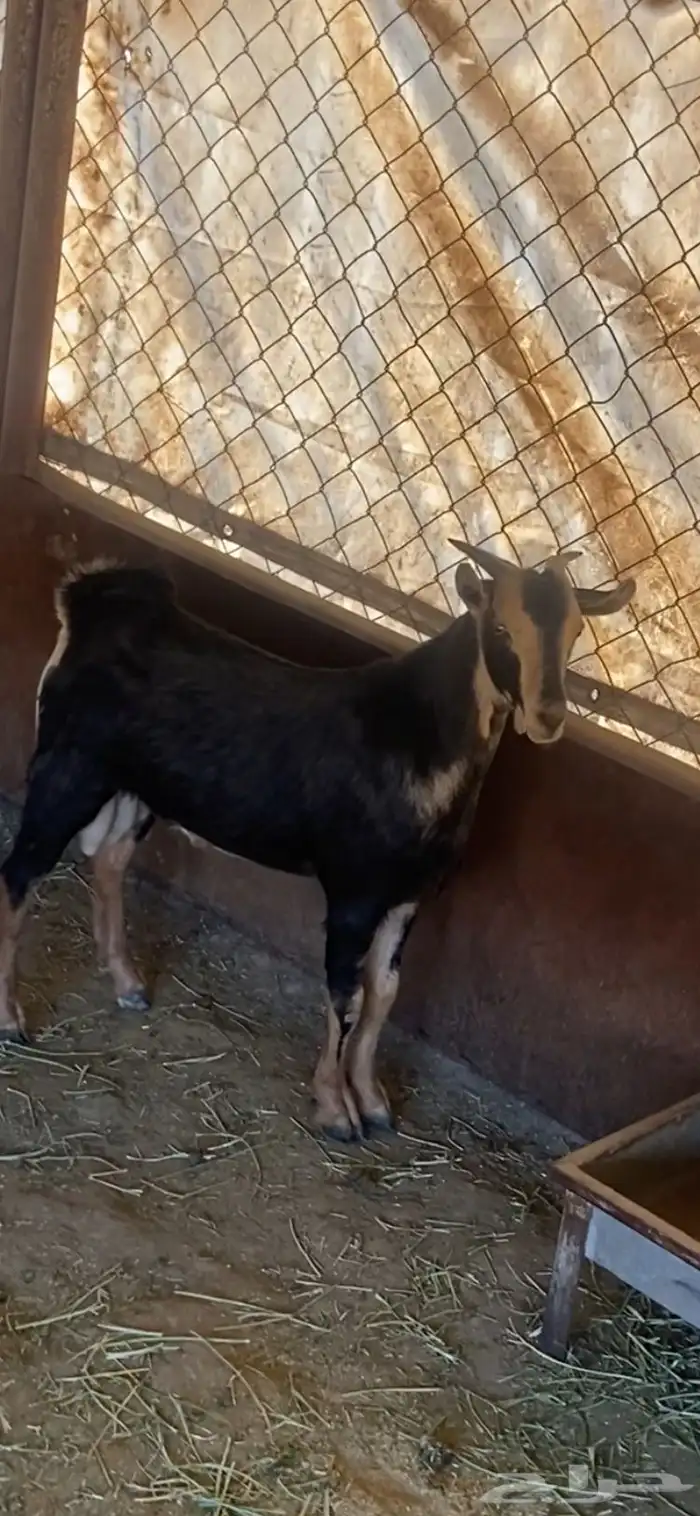 تيس كفو احو نوع فاخر 1