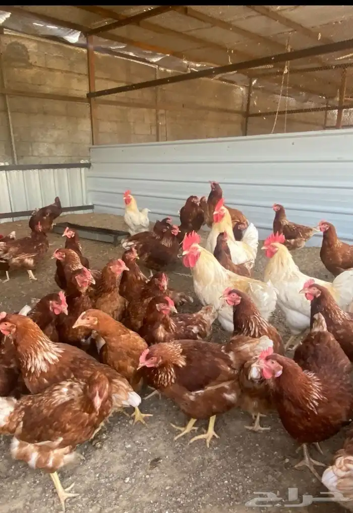 دجاج بياض اكثر من 7 أنواع فاخرة 5