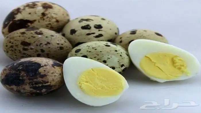 بيض سمان جامبو أبيض 2