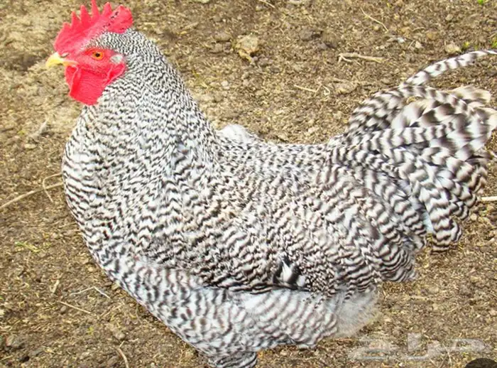 ديوك امروك 0