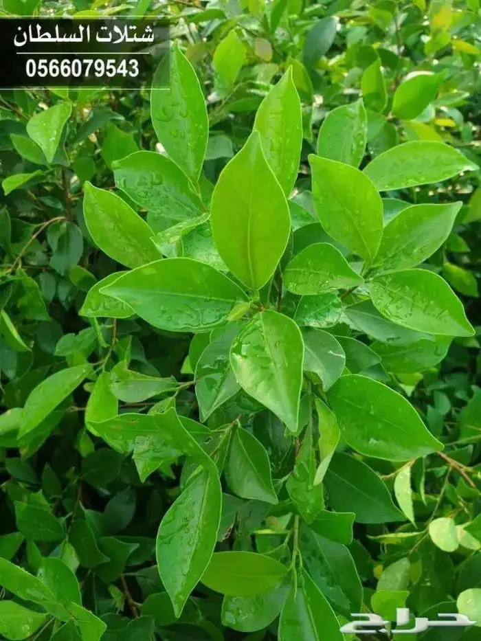 شتلات زراعية بأسعار منافسه جدا 21