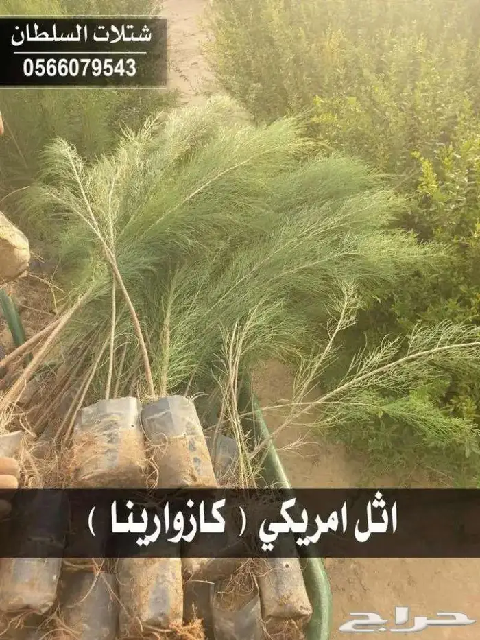 شتلات زراعية بأسعار منافسه جدا 1