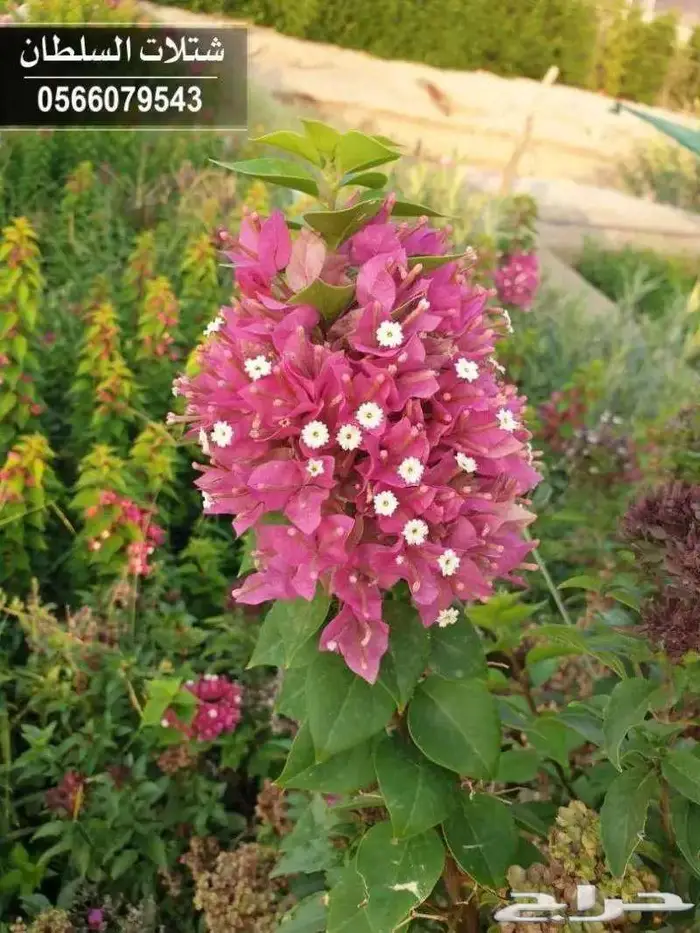 شتلات زراعية بأسعار منافسه جدا 20