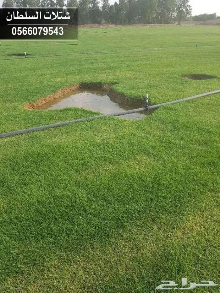 شتلات زراعية بأسعار منافسه جدا 3