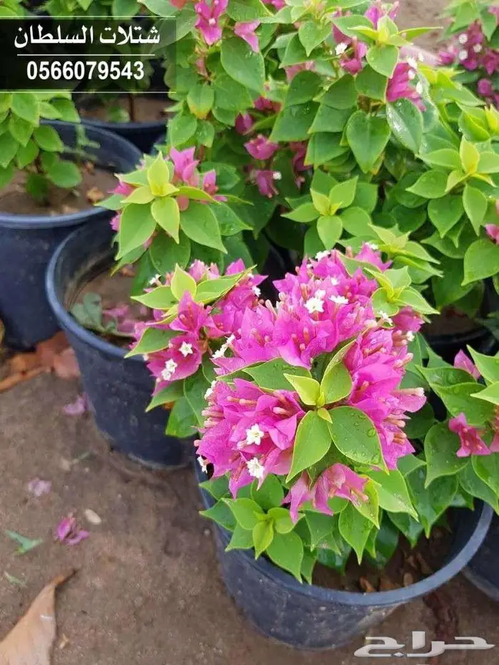 شتلات زراعية بأسعار منافسه جدا 8