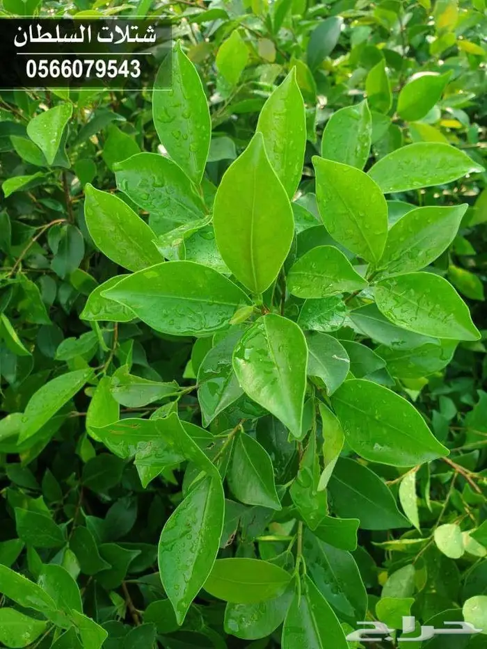 شتلات زراعية بأسعار منافسه جدا 0