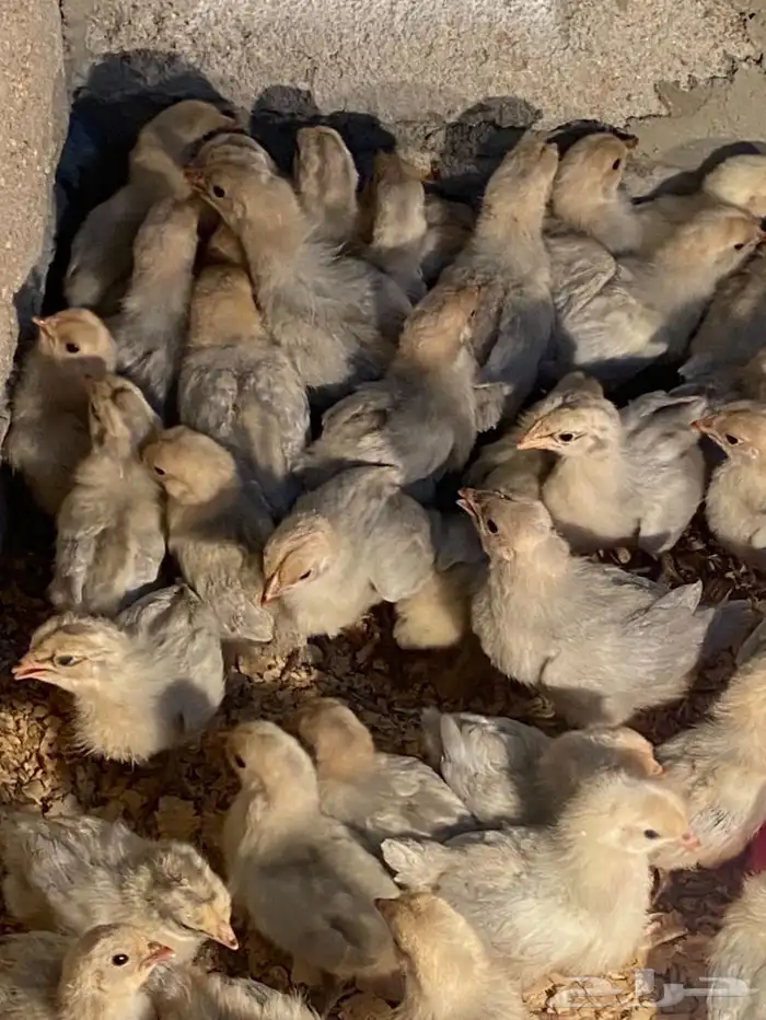 دجاج بياض اكثر من 7 أنواع فاخرة 15
